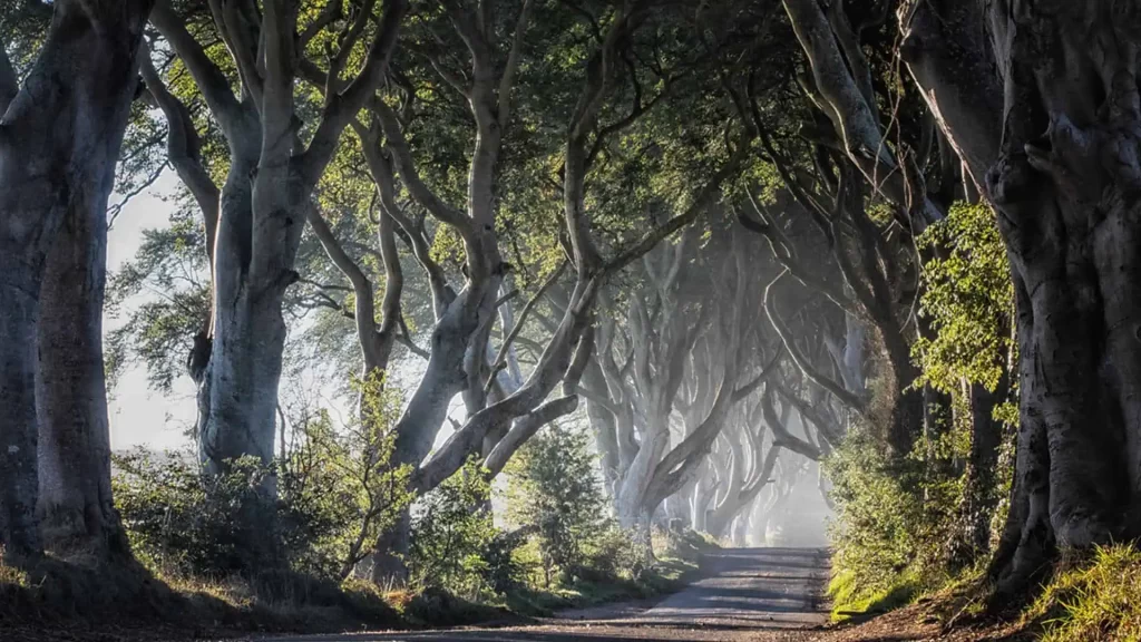 The Dark Hedges Travel Guide - Northern Ireland