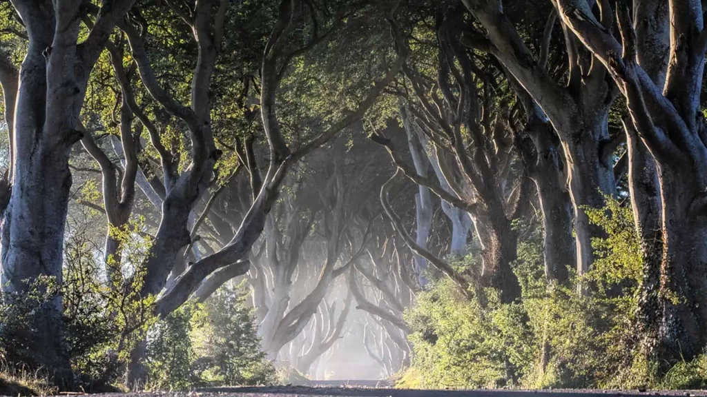 The Dark Hedges Travel Guide - Northern Ireland