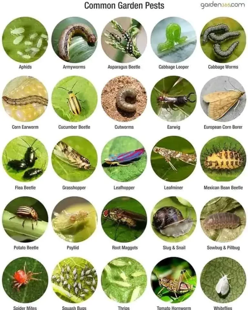 Common Garden Pests Know Your Garden Enemies