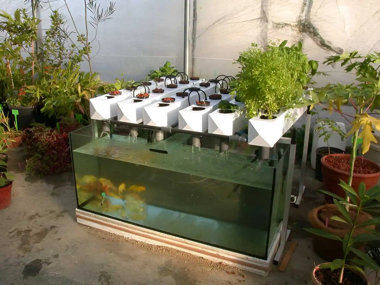 How to Build Maintain a Home Aquaponics System