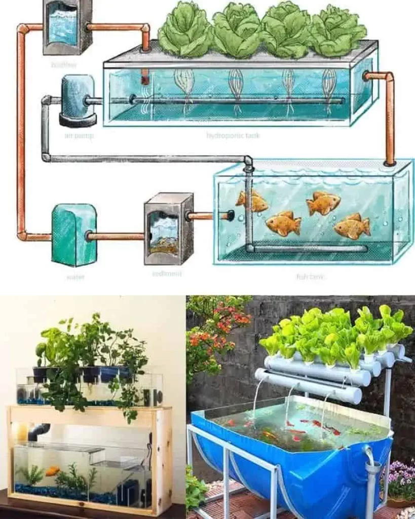 How to Build and Maintain a Home Aquaponics System